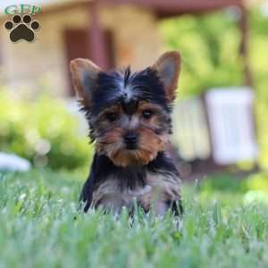 Drake, Yorkie Puppy